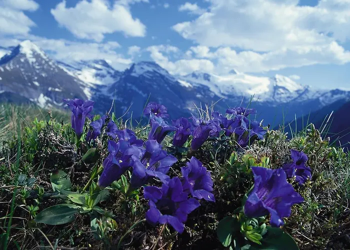 Πανσιόν Haus Sonnegg 3*